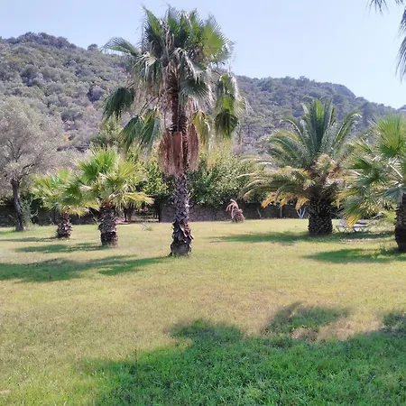 The Palm Sarigerme